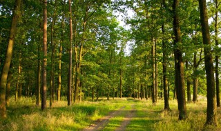 塞林木闽南话什么意思 闽南语的塞林木是什么意思