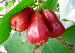 莲雾的功效与作用以及吃法大全！ 莲雾的功效与作用禁忌 食疗效果更出色