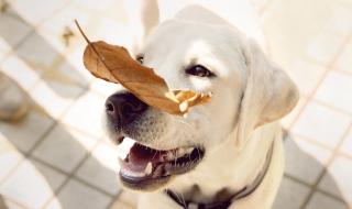 狗狗智商排名，你家汪排第几 狗狗智商排名最后一名