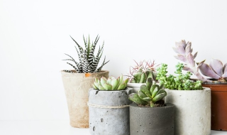 多肉植物怎么养（多肉植物怎么养才变色）