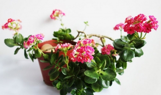 长寿花怎么养（长寿花怎么养才开花）