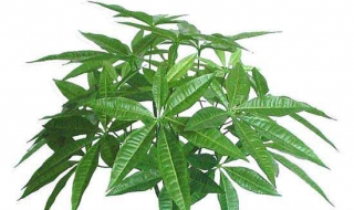 发财树怎么养（发财树怎么养才能长高长粗）