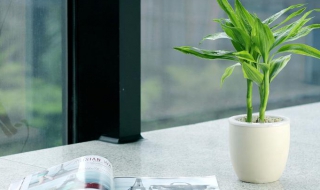 富贵竹怎么养（富贵竹怎么养才能生根）