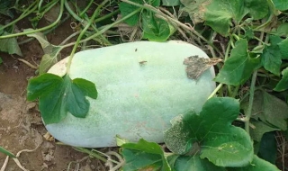 常吃白皮冬瓜有什么好处（常吃白皮冬瓜有什么好处与坏处）