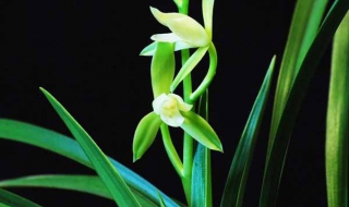 兰花怎么养（兰花怎么养殖才容易开花）