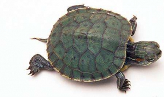 乌龟怎么养 乌龟怎么养,吃什么,要放多少水合适