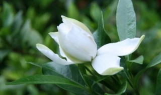 栀子花怎么养（栀子花怎么养才长得好）