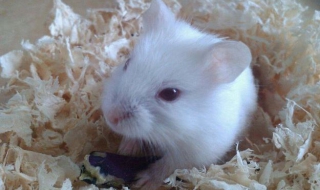 仓鼠怎么养（仓鼠怎么养 注意事项）