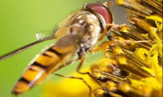 蜜蜂蛰了怎么办（被一只蜜蜂蛰了怎么办）