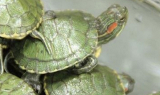 乌龟好养吗（乌龟好养吗 能活多久）