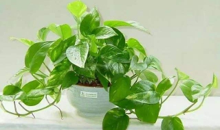 绿萝怎么养（绿萝怎么养长得好室内）