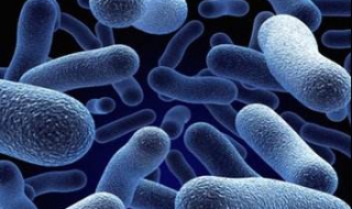 微生物有哪些（微生物有哪些作用）