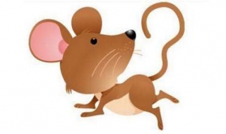 属鼠的命运如何（水瓶座属鼠的命运如何）