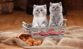 猫咪不能吃的东西（猫咪不能吃的东西大全）