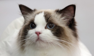 猫不能吃什么 猫不能吃什么水果