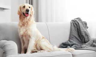 拉布拉多和金毛区别（拉布拉多和金毛区别图片）