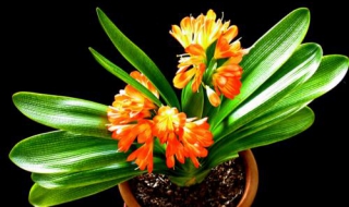 君子兰的养殖方法和注意事项（君子兰的养殖方法和注意事项视频教程）