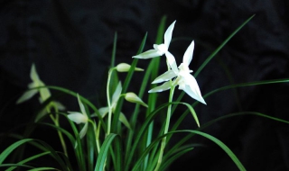 兰花的养殖方法（兰花的养殖方法用什么土）