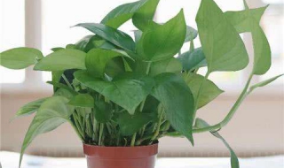 淘米水可以浇绿萝吗（淘米水能直接浇绿萝吗）
