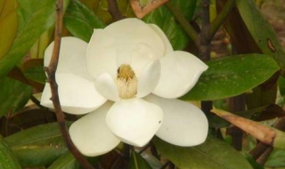 橡皮树花期（橡皮树花期果期）