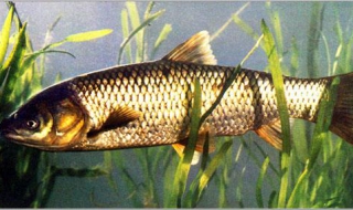 草鱼一年能长多大（草鱼一年能长多大,不喂饲料）