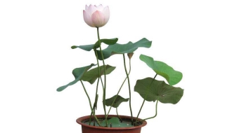 水培荷花的养殖方法 水培荷花的养殖方法,荷花能土培吗