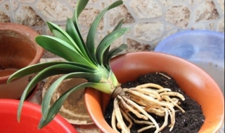 如何给君子兰换土（如何给君子兰换土换盆）