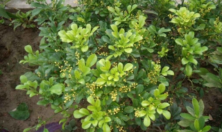 米兰可以放在卧室吗 米兰可以放在卧室吗?