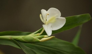 姜会开花吗（姜会开花吗图片）
