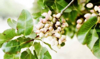 开心果种植方法 开心果种植方法图解