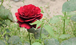 香水月季怎么种植 香水月季怎么种植视频