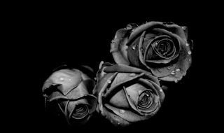 黑玫瑰花语 白玫瑰花语
