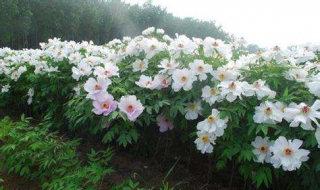 牡丹花怎么种植（牡丹花怎么种植?）