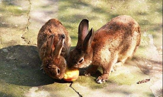 兔子可以吃水果吗（兔子可以吃水果吗有毒吗）