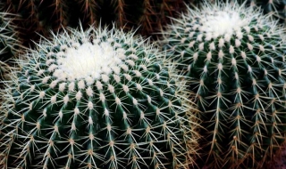 仙人球介绍（仙人球介绍作文）