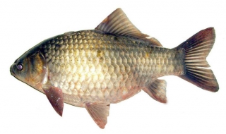 鲫鱼和草鱼的区别（鲫鱼和草鱼的区别味道）