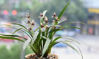 兰花开花能浇水吗（兰花开花可以浇水吗）