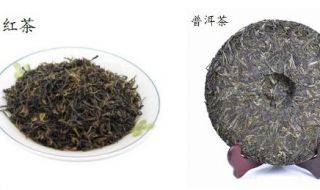 普洱茶与红茶的区别（普洱茶与红茶的区别专题）