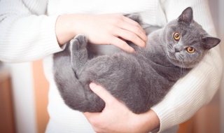 猫为什么喜欢蹭人（猫为什么喜欢蹭人手）