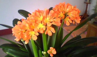 君子兰多久开花（君子兰多久开花,开花后能够卖多少钱?）