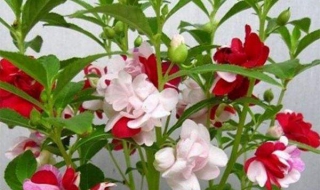 凤仙花怎么养（刚果凤仙花怎么养）