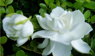 栀子花怎么养（栀子花怎么养才能更旺盛开花）