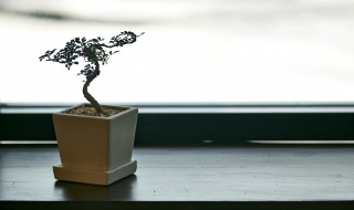 发财树的养殖方法和注意事项（盆栽发财树的养殖方法和注意事项）