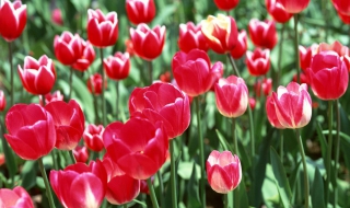 郁金香怎么种植（郁金香怎么种植方法图解）