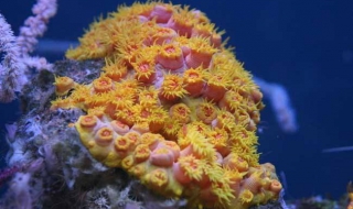 珊瑚是生物吗（珊瑚是动物还是植物）