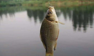 钓鲫鱼技巧 冬天钓鲫鱼技巧