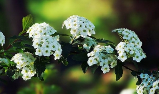 中华绣线菊介绍 绣线菊是什么花序