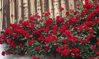 红木香怎么养殖（红木香怎么养殖方法）