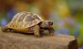 乌龟怎么养（乌龟怎么养才能活得长久）