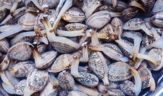 花蛤如何保鲜